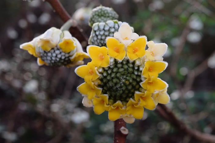 Edgeworthia flower buds starting to open