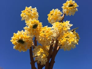 Brie's Plant Pick: Edgeworthia