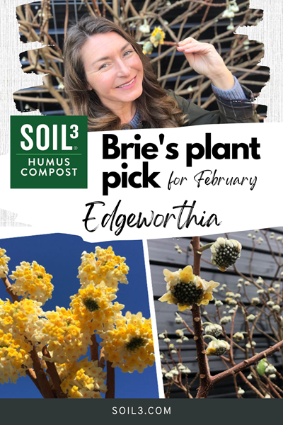 Soil3 blog Feb 2022 - Bries Plant Pick Edgeworthia