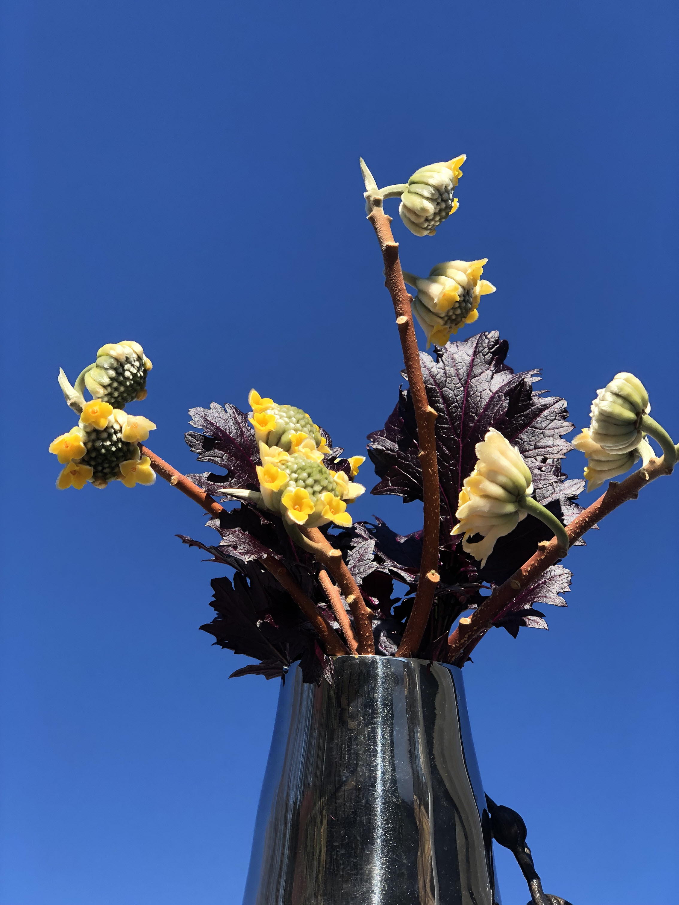 Trimmed Edgeworthia branches in a vase