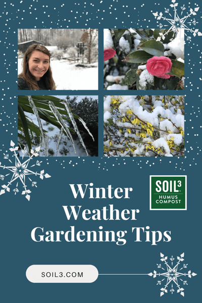 Brie's Winter Weather Gardening Tips cover image