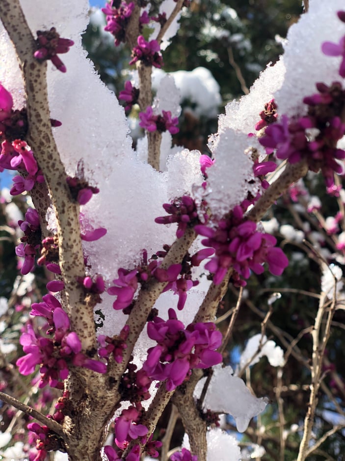 Bright purple blooms of Eastern rebud with snow