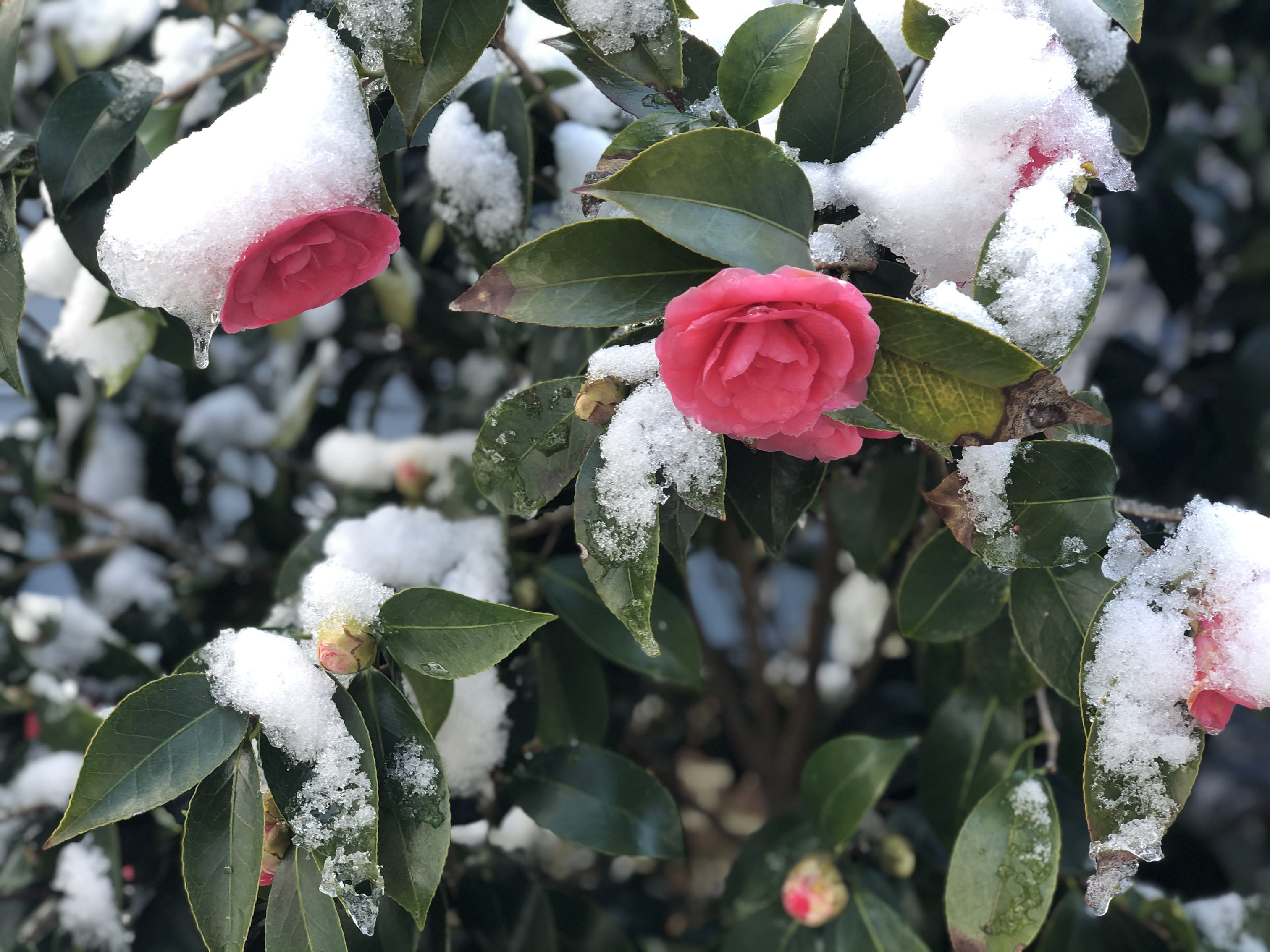 Camellia in bloom with snow