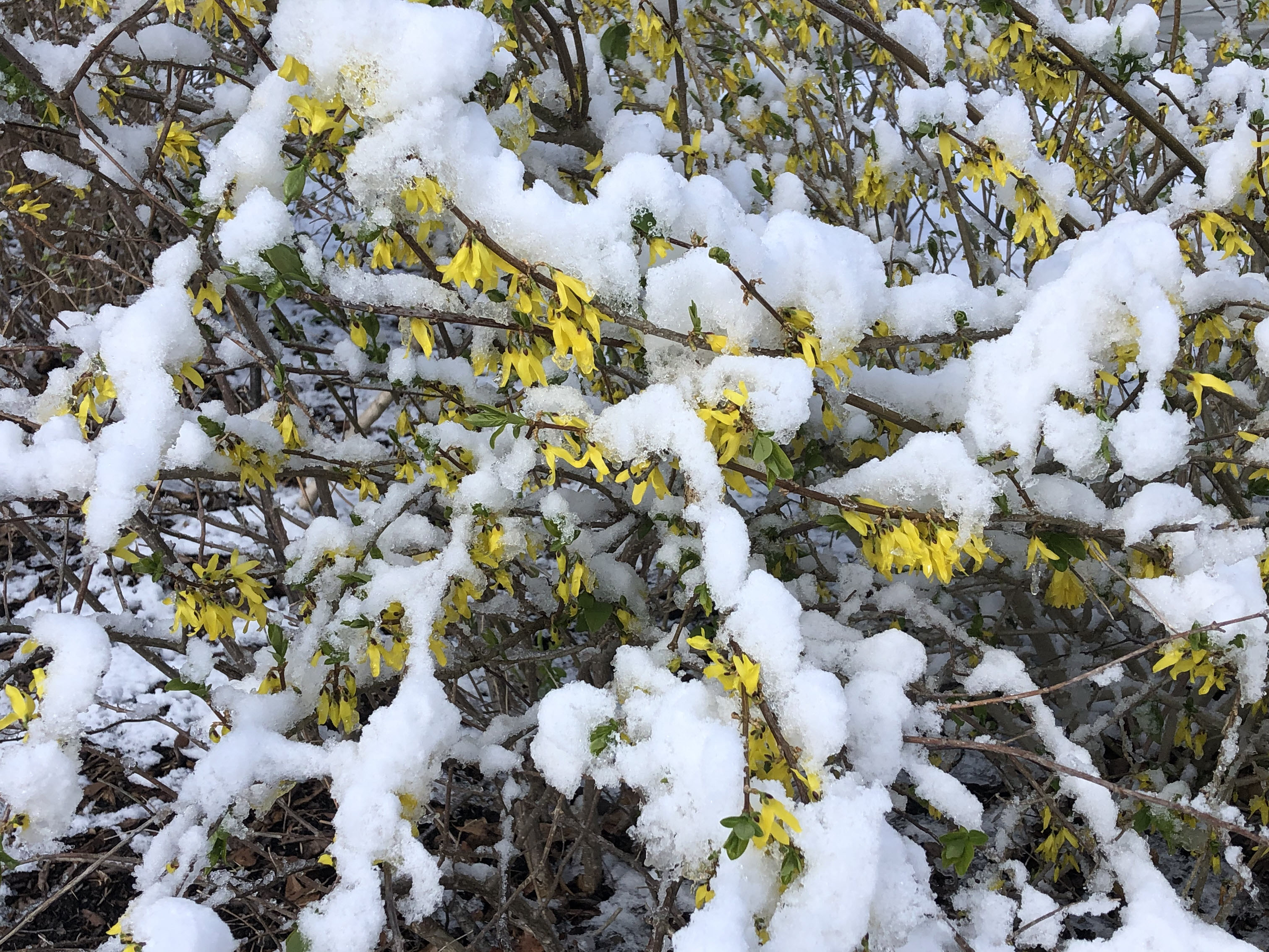 Forsythia in bloom and covered snow