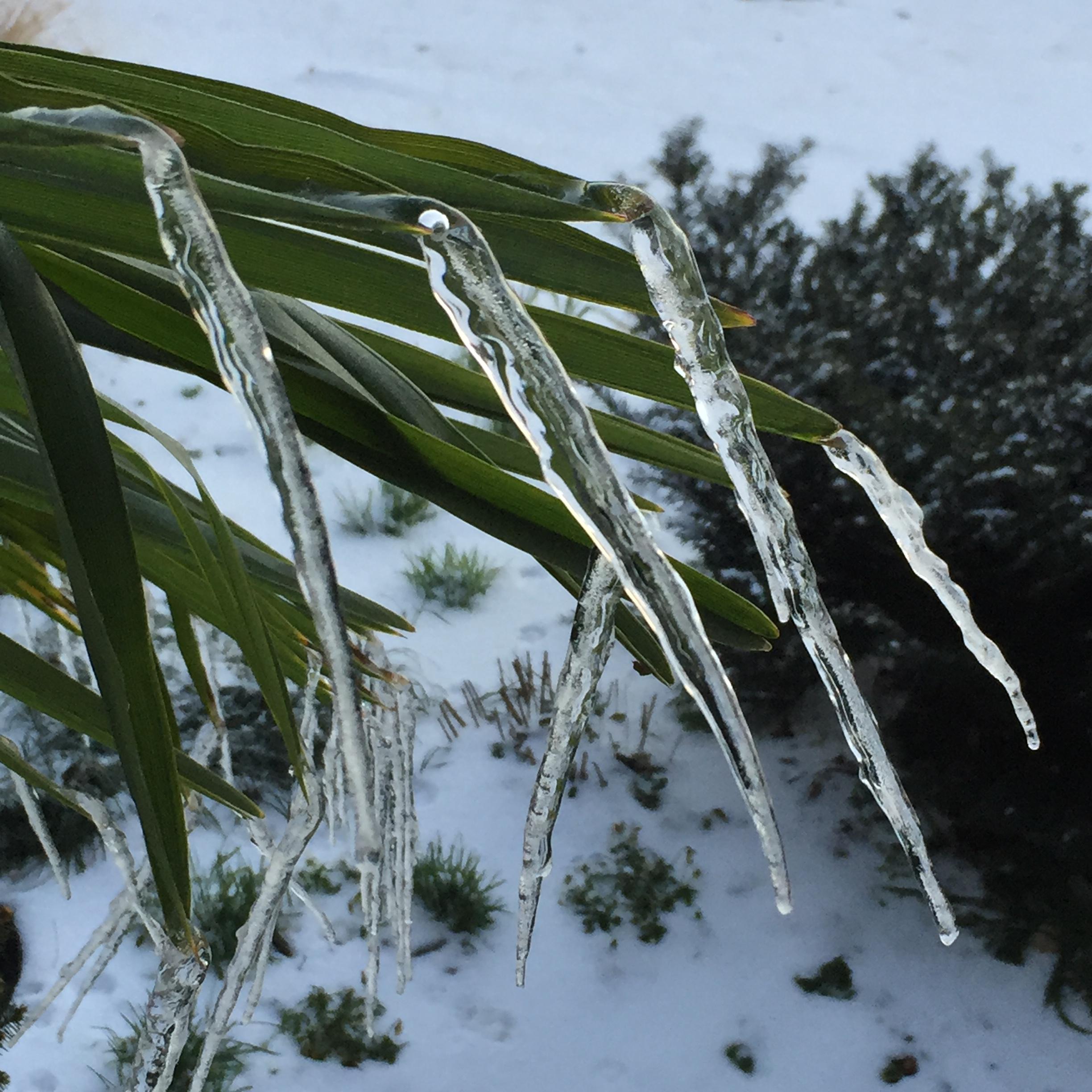 winter icicles on palmettos with snow on ground