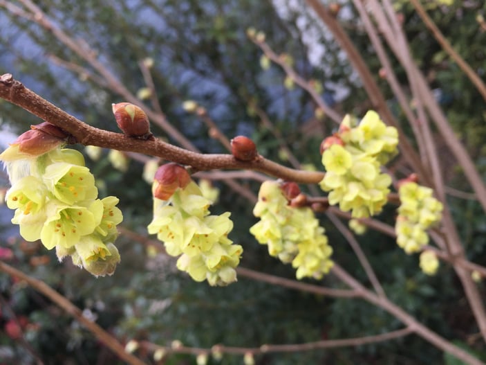Corylopsis pale yellow blooms along branches in spring