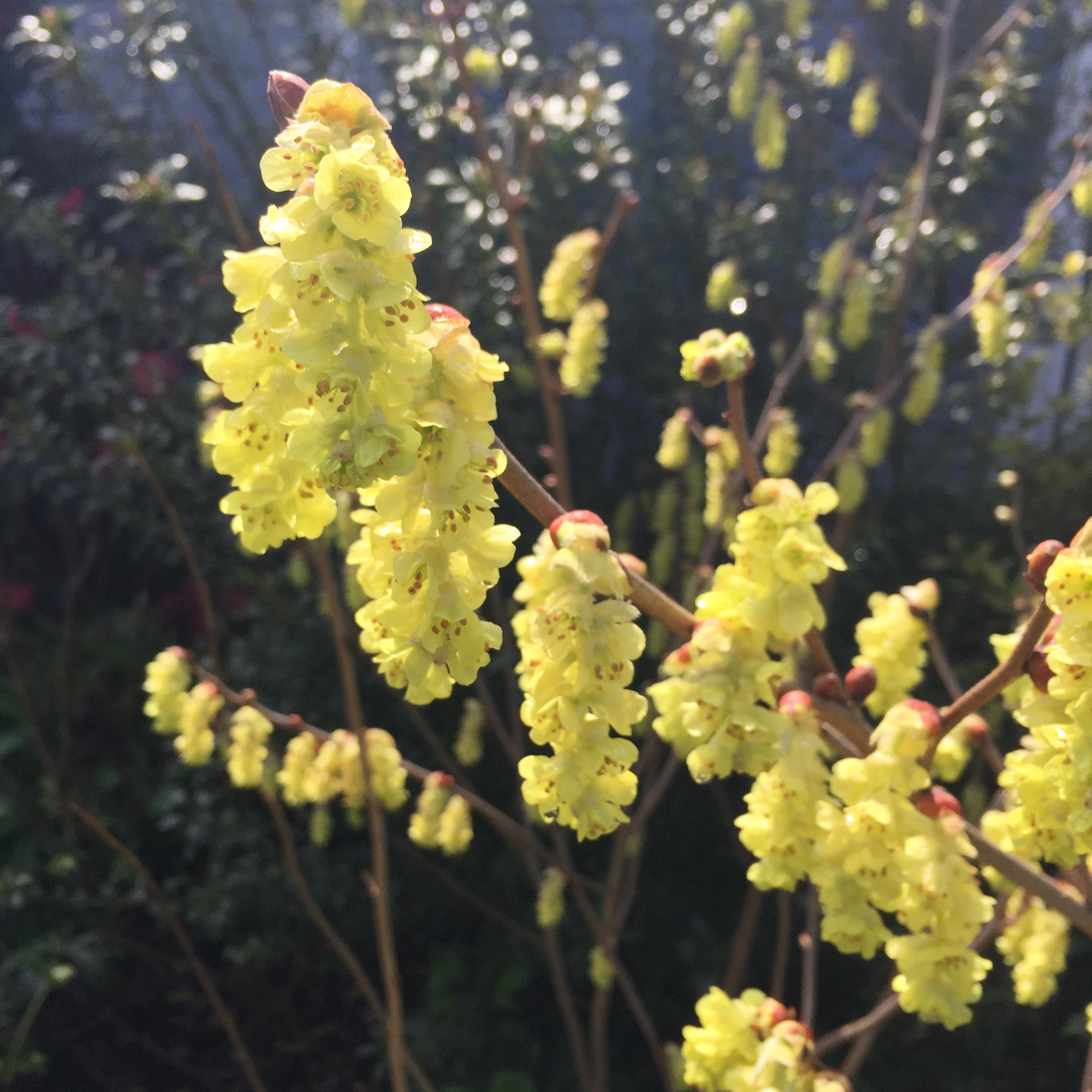 Corylopsis sinensis