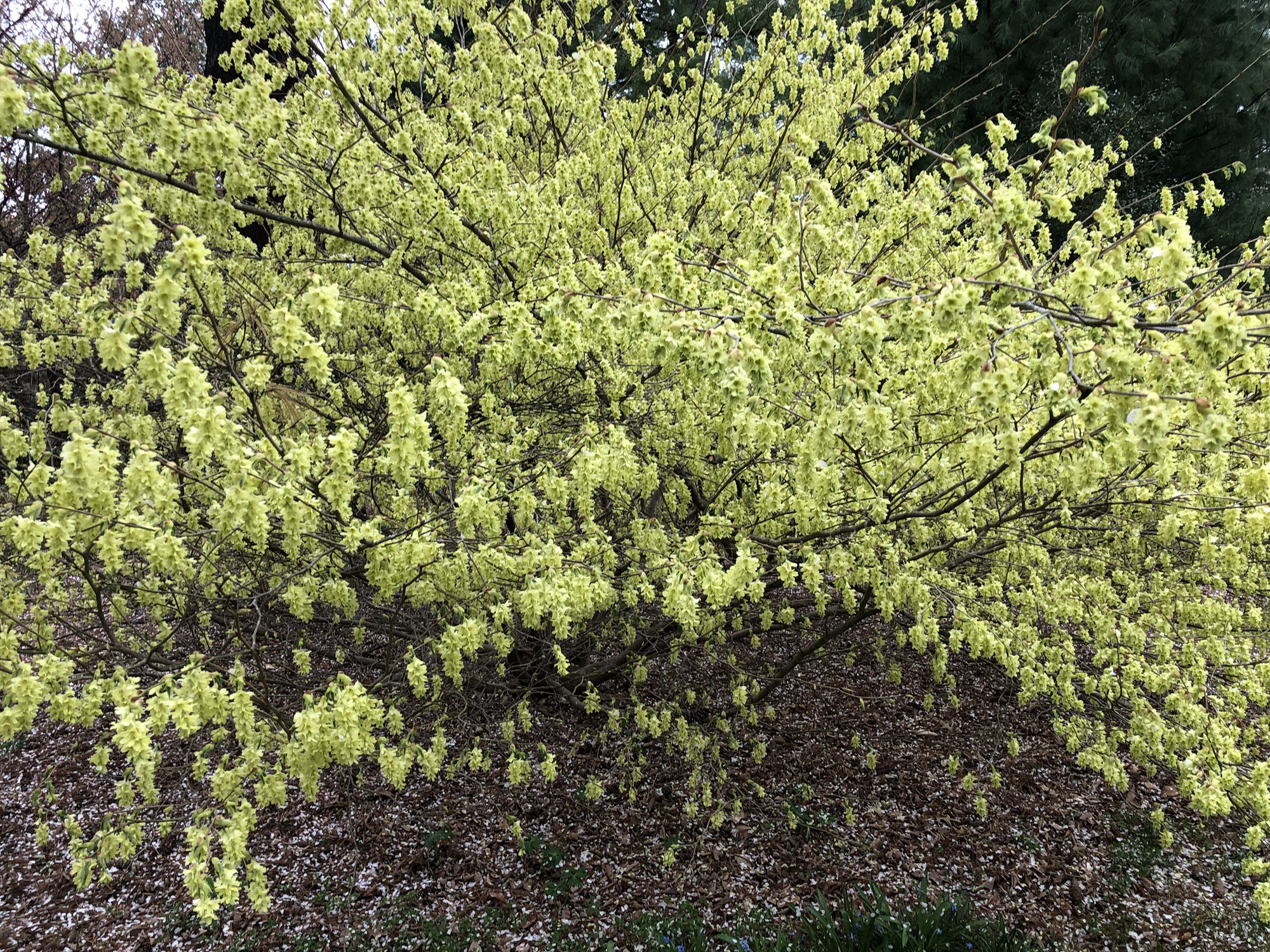 Corylopsis winter hazel shrub in full bloom