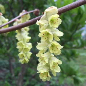 Brie's Plant Pick: Corylopsis