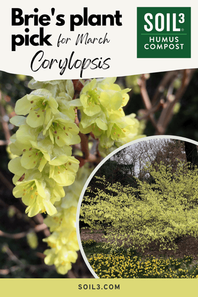 Soil3 Mar 2022 Bries Plant Pick Corylopsis pinnable