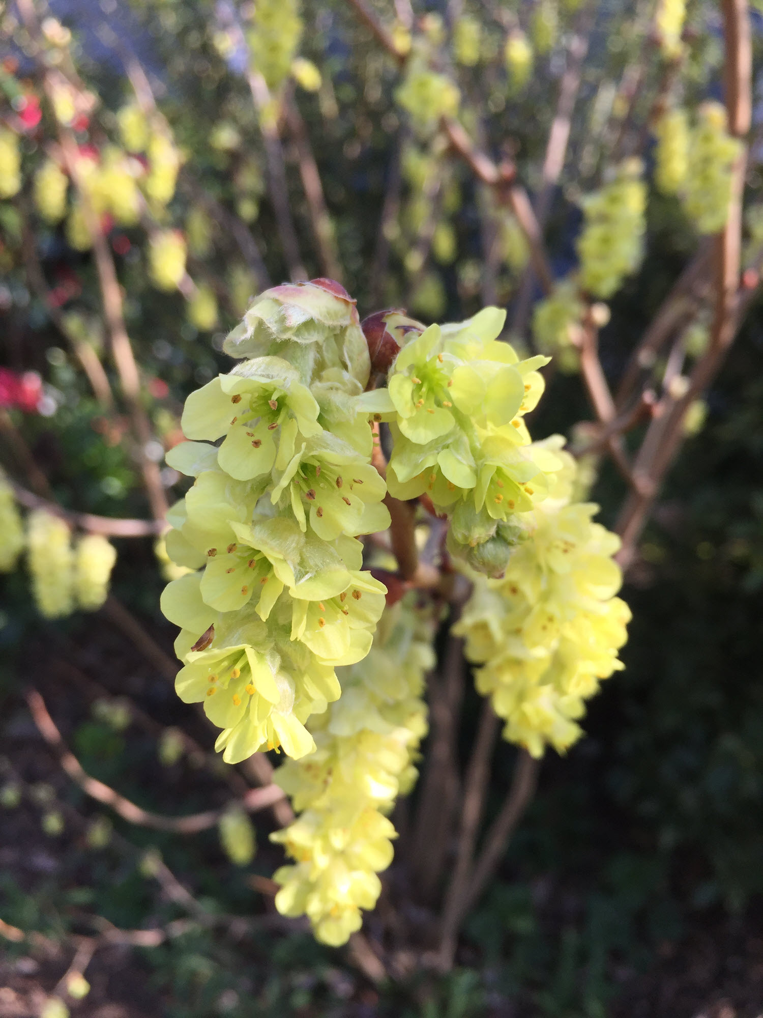 Winter hazel has pendulous yellow blooms