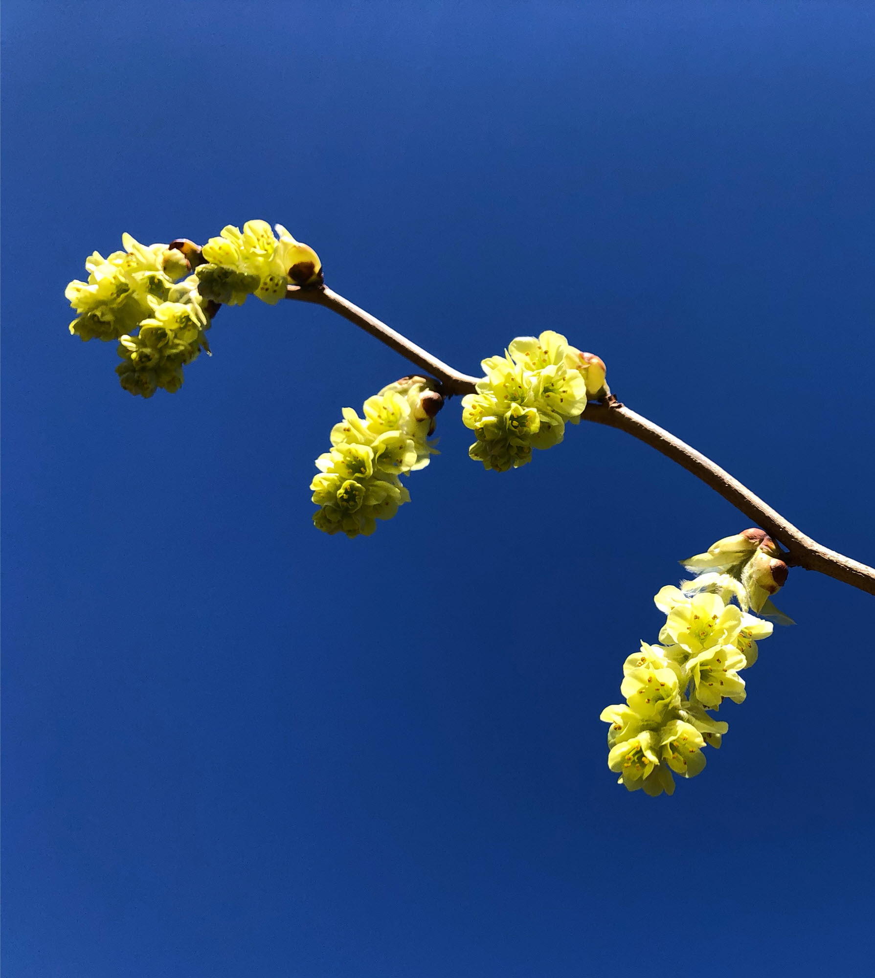 Yellow winter hazel blooms against blue sky
