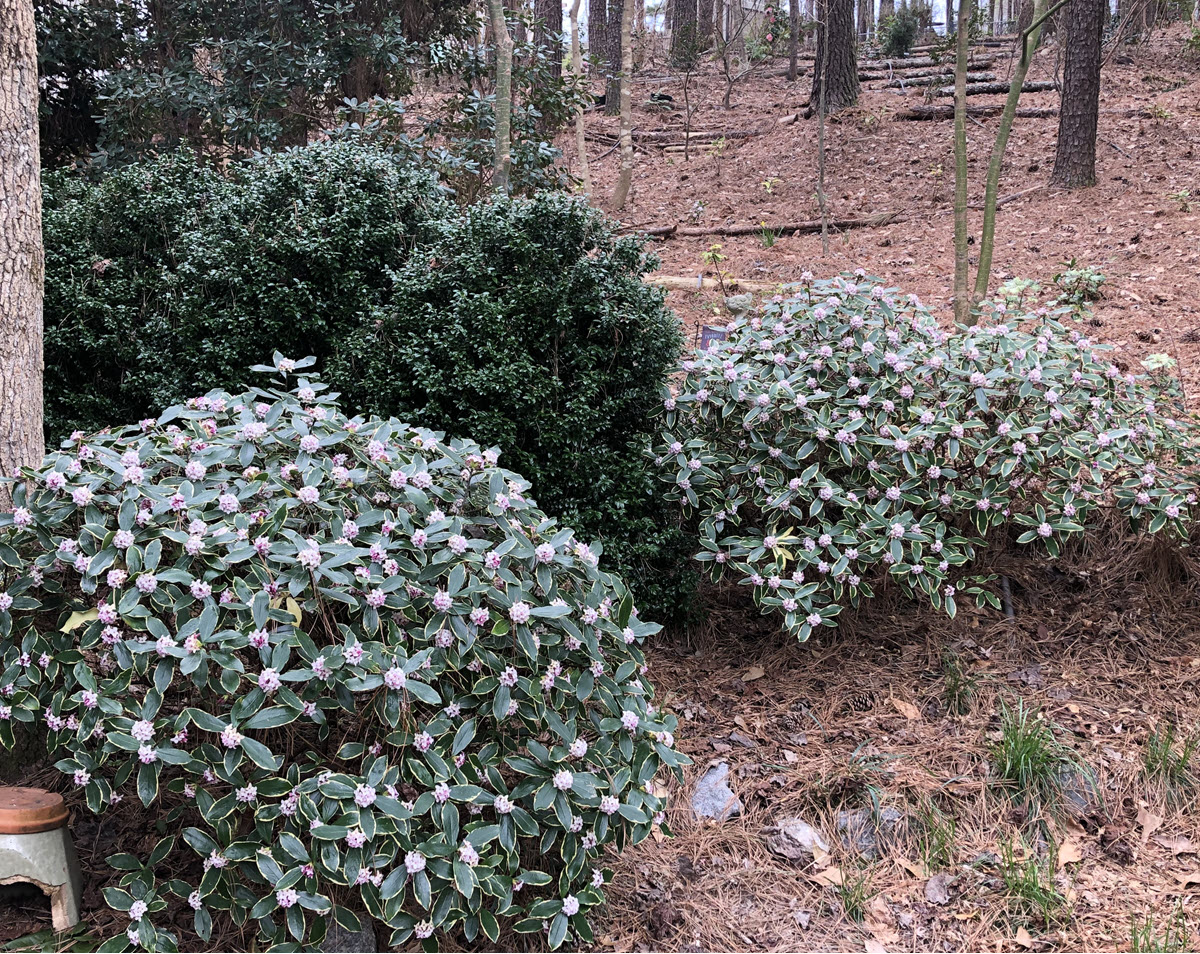 Daphne do well on slopes like this woodland garden hillside