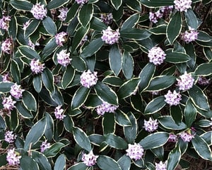 Brie's Plant Pick: Daphne