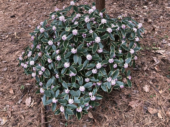 Daphne odora Aureomarginata in bloom