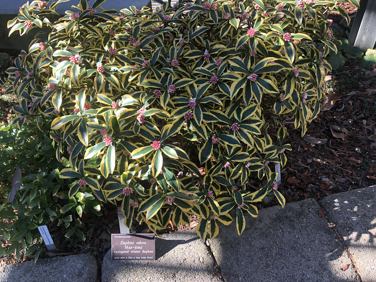 Daphne odora Maejima is a compact shrub
