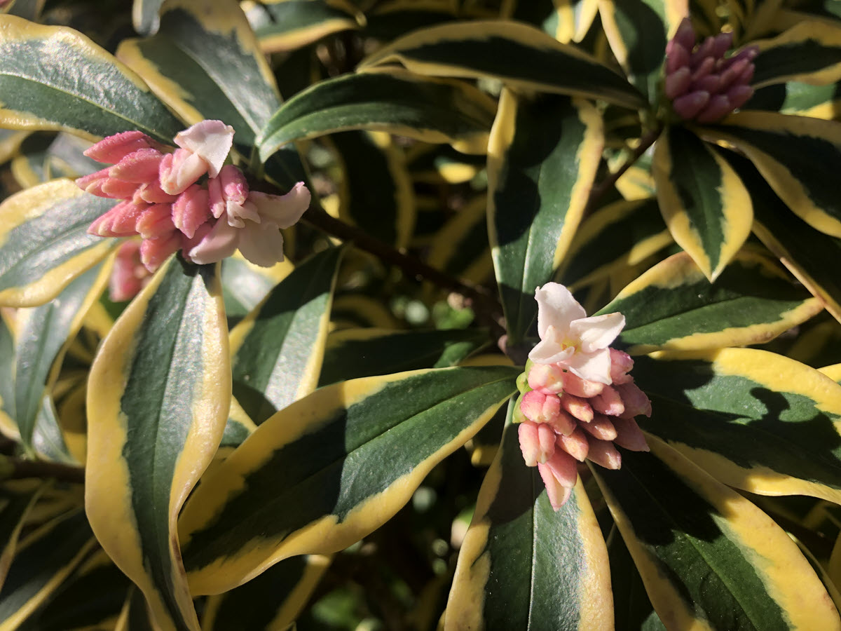 Daphne odora Maejima up close view of blooms