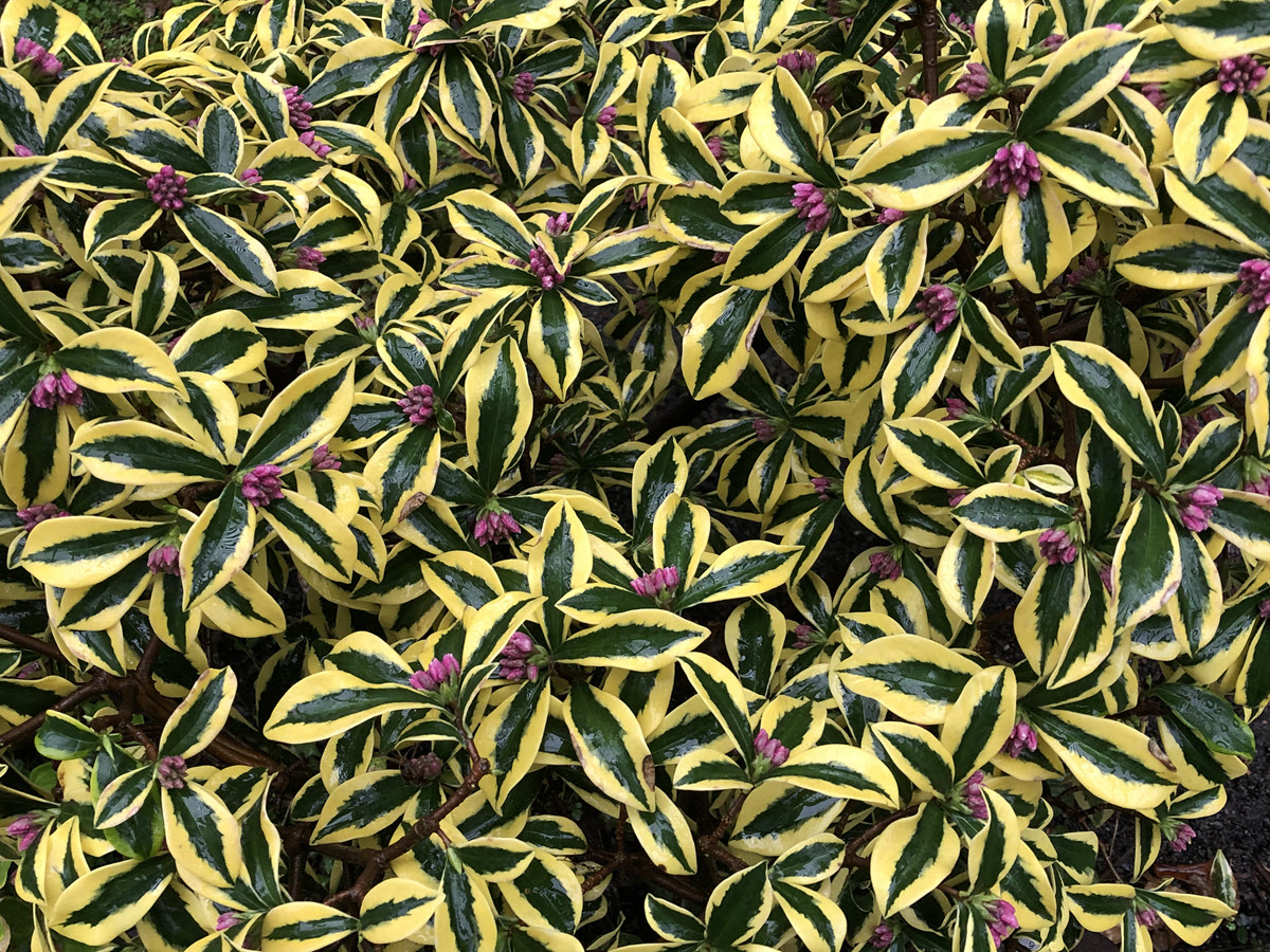 Daphne odora Maejima with variegated leaves and dark pink flower buds