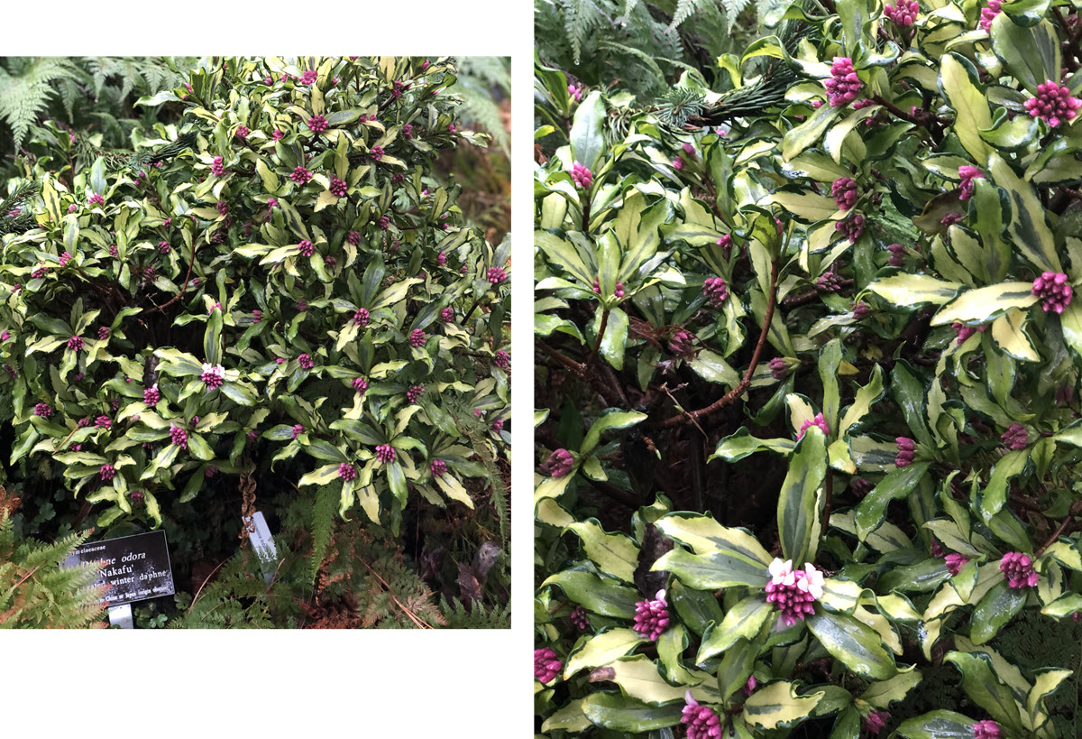 Daphne odora Nakafu shrub and close up with flowers2