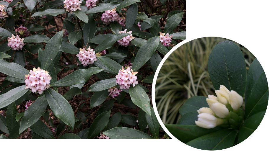 Daphne odora has leathery evergreen leaves