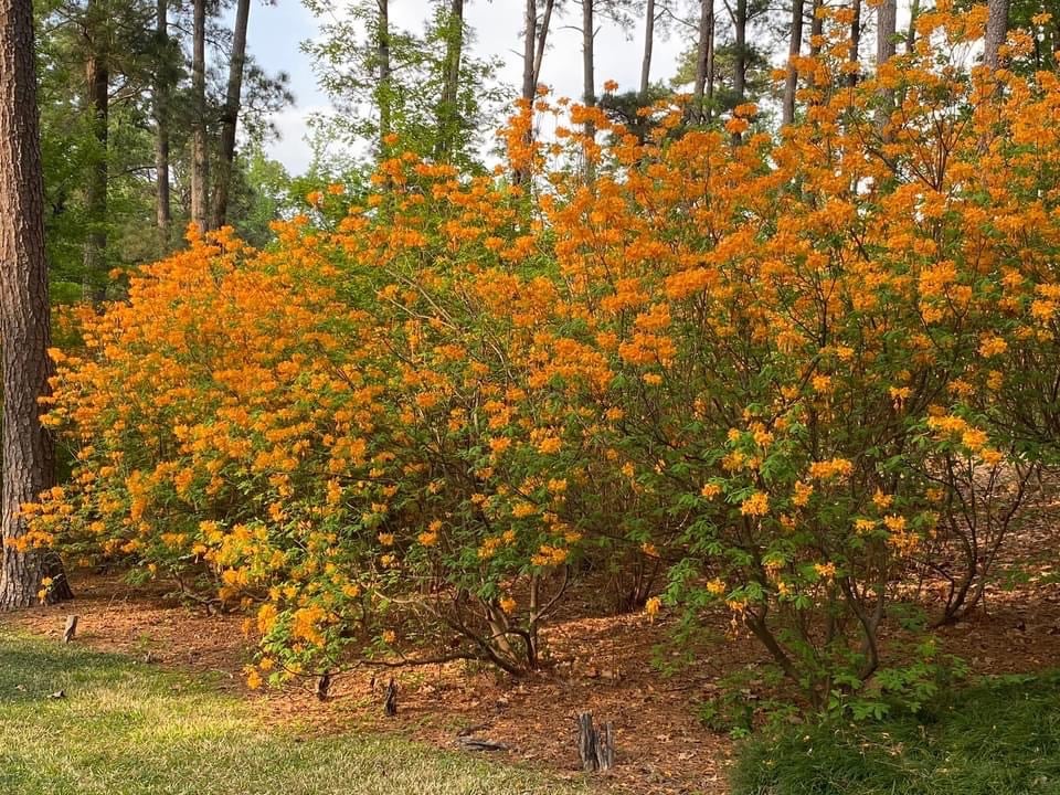 Flame azalea bushes in bloom This is a native R. calendulaceum