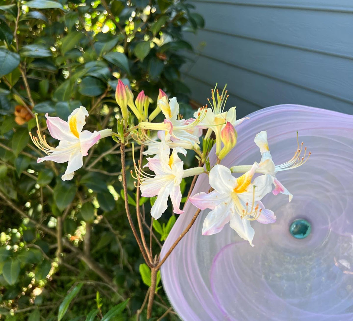 Native Azalea Aromi Hybrid High Tide white flowers with glass behind