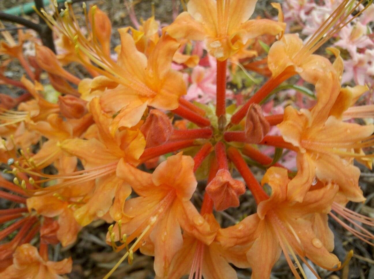 R. calendulaceum Flame azalea detail view of tubular flowers