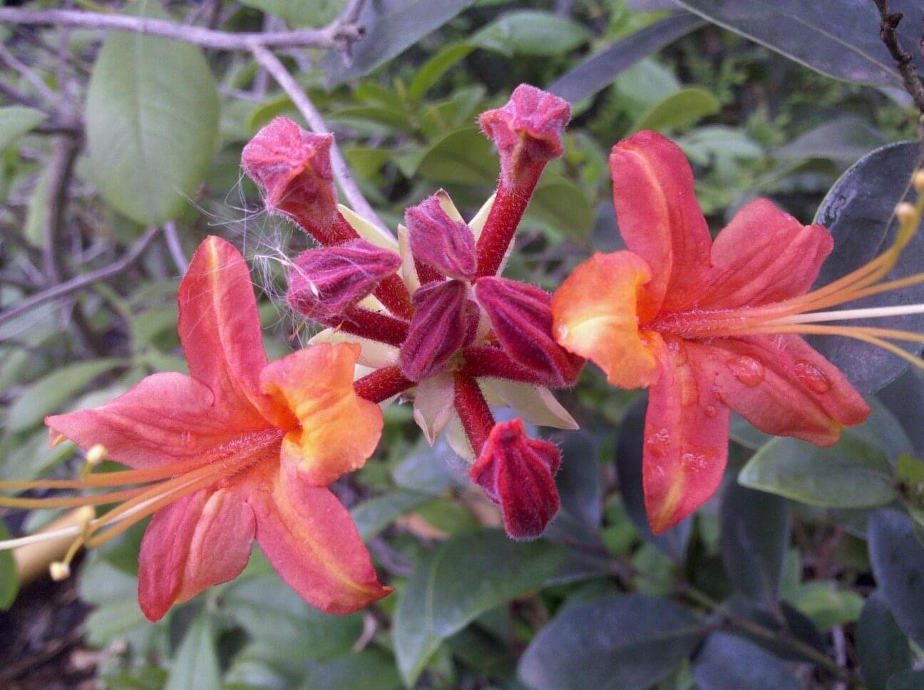 Red Pepper native azalea