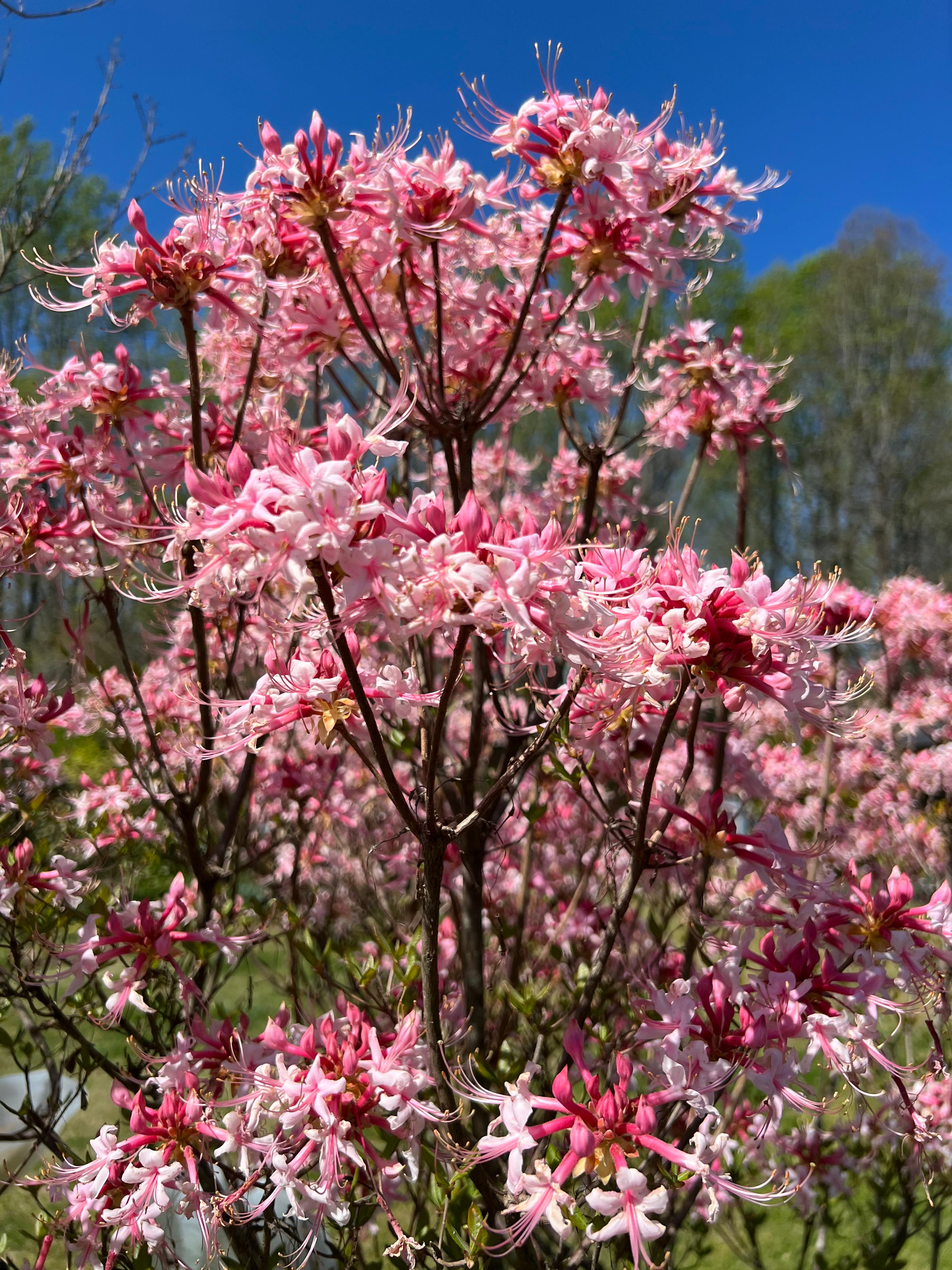 Vernadoes Phlox Pink closeup with blue sky