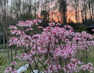 Brie's Plant Pick: Native Azaleas