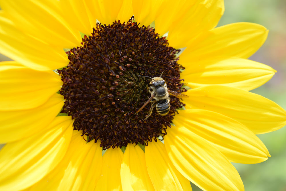 Small bee on Suncredible Yellow hybrid sunflower