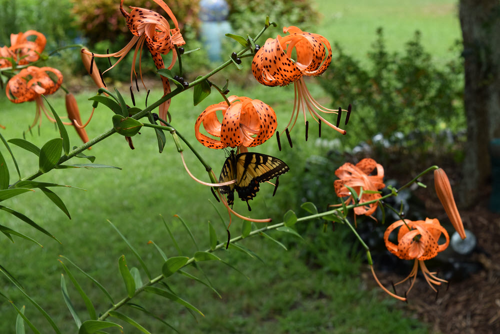 Tiger lily with yellow swallowtail butterfly
