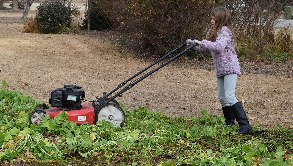 how to fix soil plant cover crops and mow them