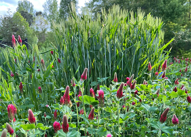 cover_crop_crimson_clover