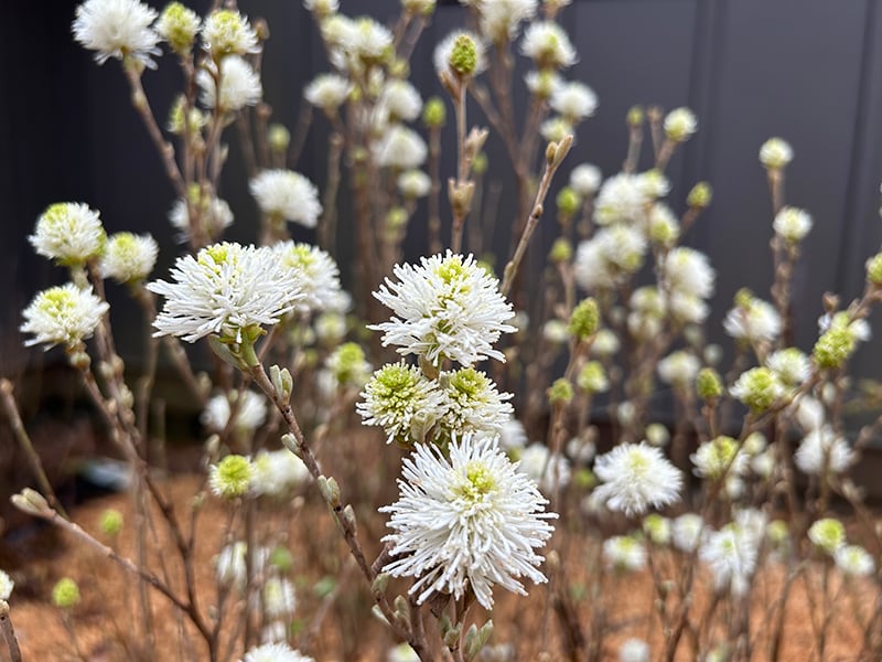 Fothergilla gardenii flower HIllary Thompson