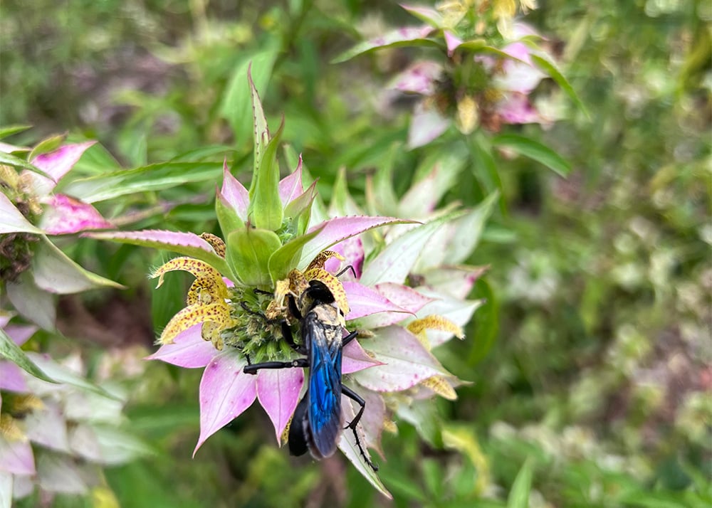 Native-Plant-Garden-Evaluations-Monarda-punctata
