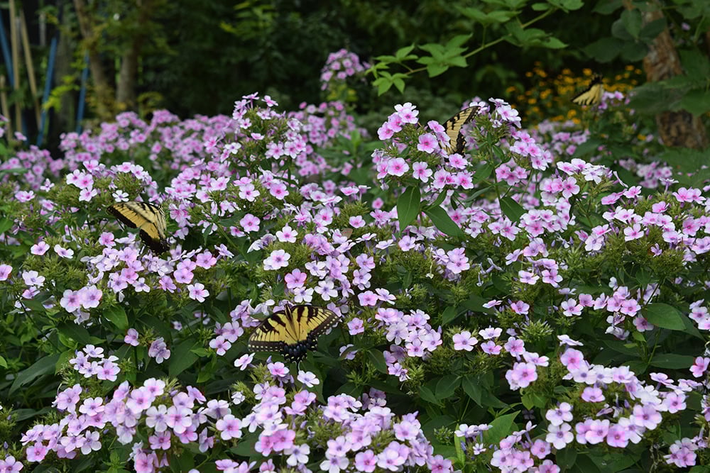 Native-Plant-Garden-Evaluations-Phlox-Bright-Eyes