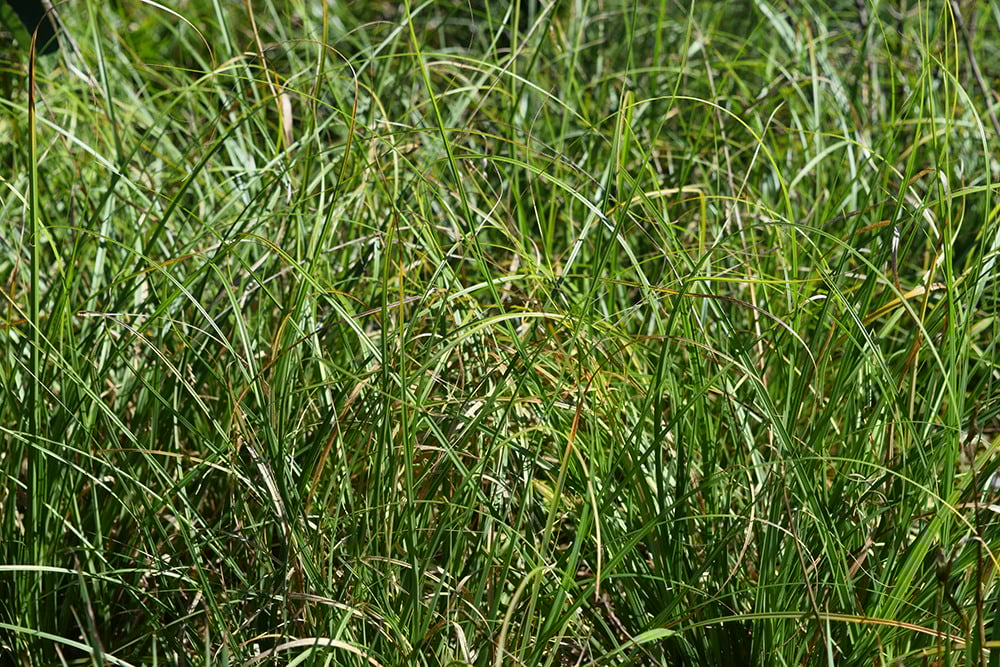 Native-Plant-Garden-Evaluations-Sedges-Carex