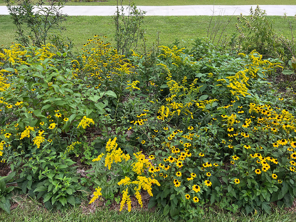 Native-Plant-Garden-Evaluations-Solidago-Rudbekia