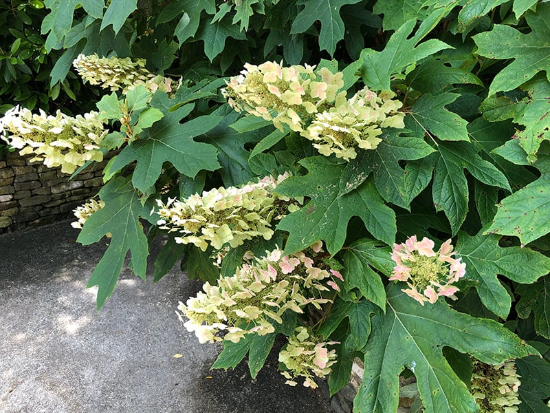 hydrangea quercifolia flower Hillary Thompson