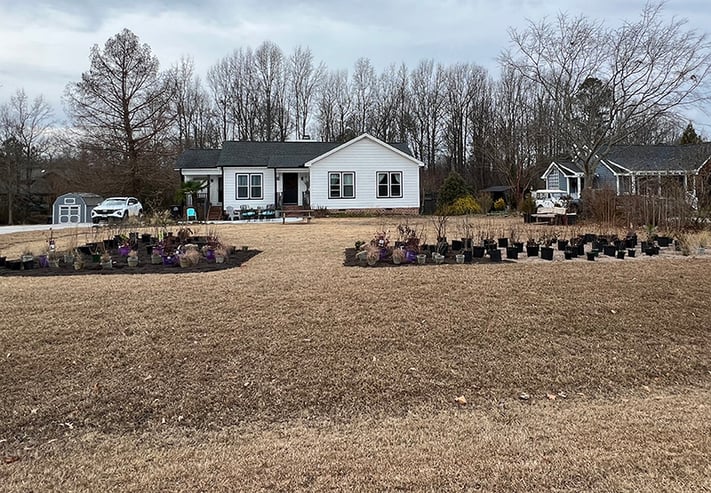 native trees and shrubs planted in Soil3 compost level mix1