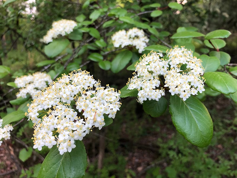 viburnum rufidulum flower Hillary Thompson