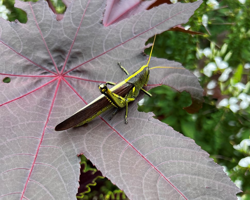 Organic-Insect-Control-for-Gardens grasshopper