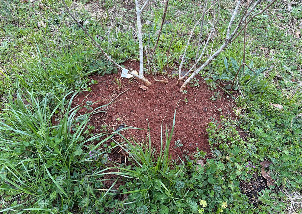Organic-Insect-Control-for-Gardens-fire-ant-mound-web