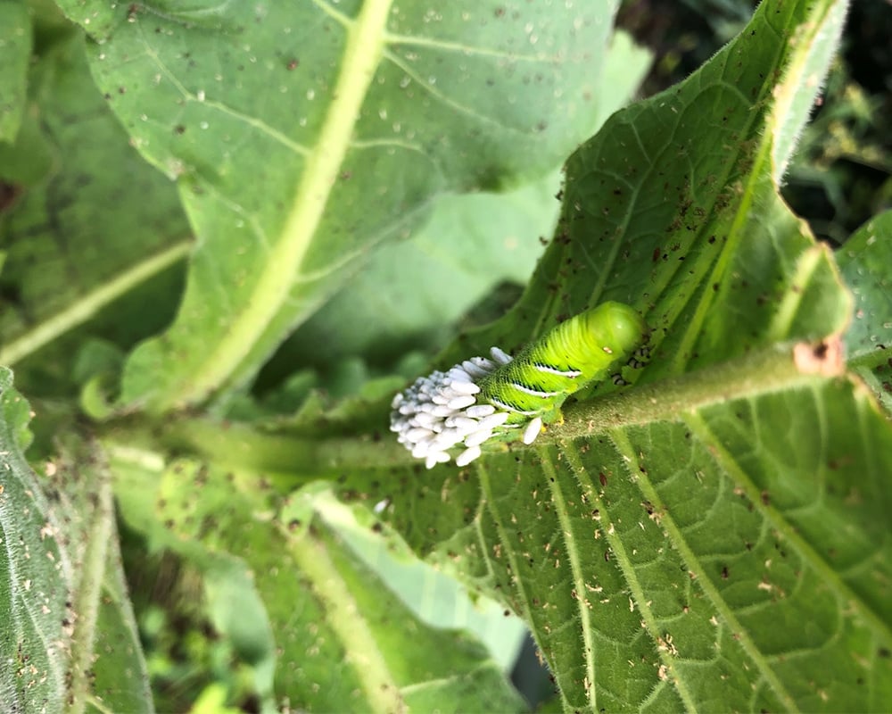 Organic-Insect-Control-for-Gardens-hornworm