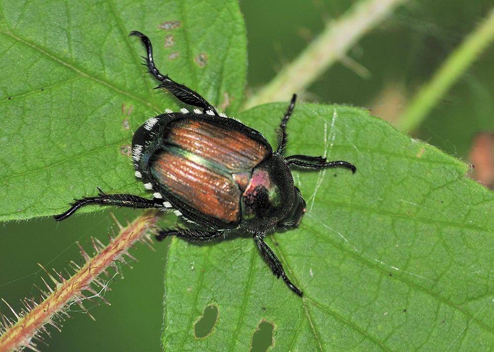 Organic-Insect-Control-for-Gardens-japanese-beetle-web
