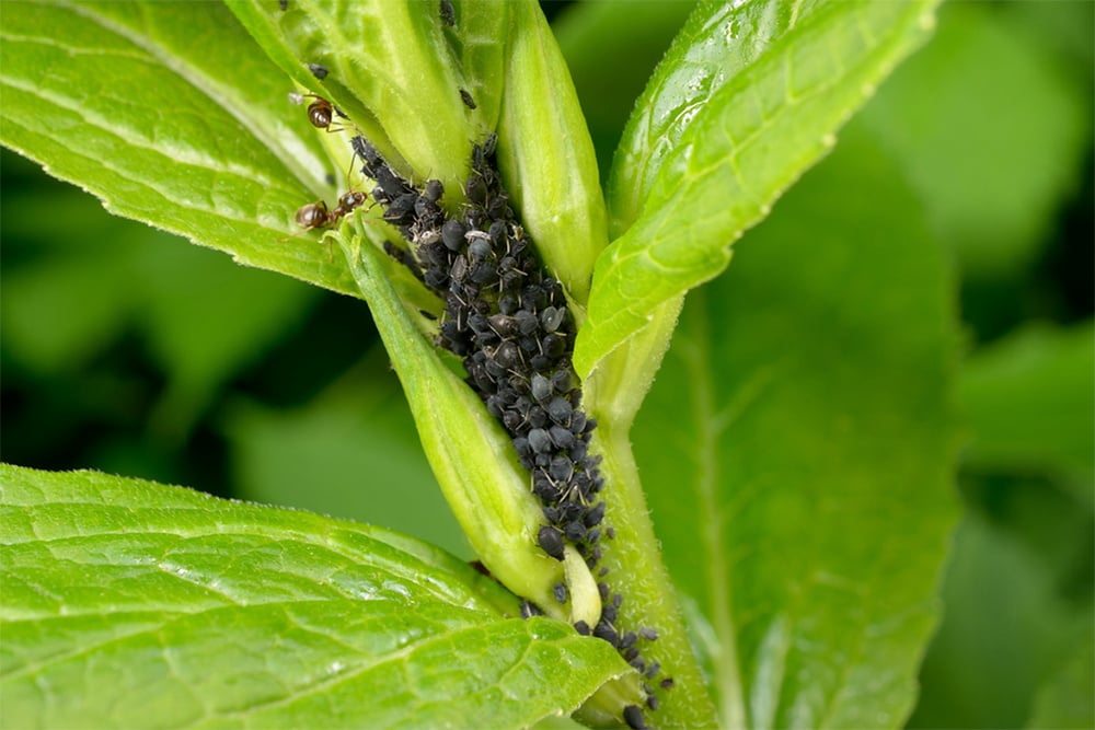 Organic-Insect-Control-for-Gardensaphidsweb