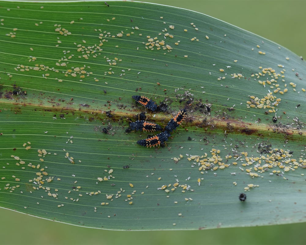 Organic-Insect-Control-for-Gardensbiological control