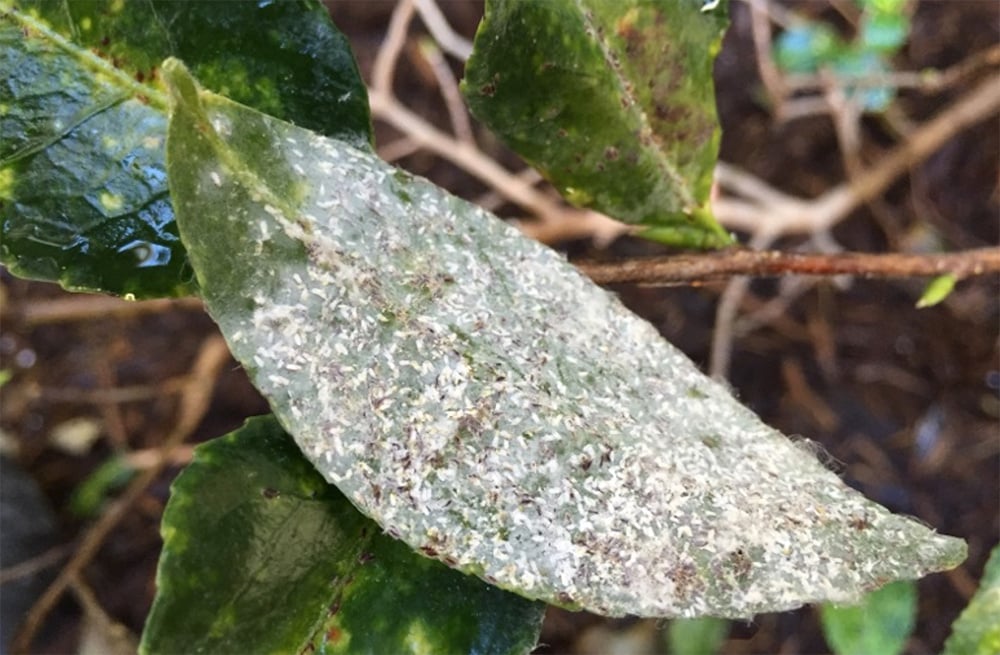 Organic-Insect-Control-for-Gardensscaleweb