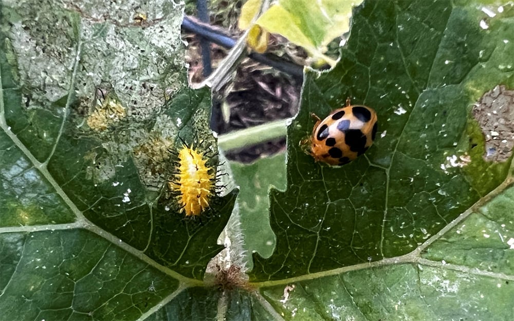 Organic-Insect-Control-for-Gardenssquashbeetleweb